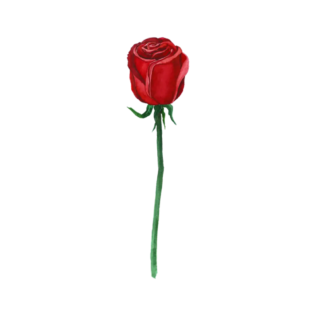 Rose Red  Side : Sticker                                          