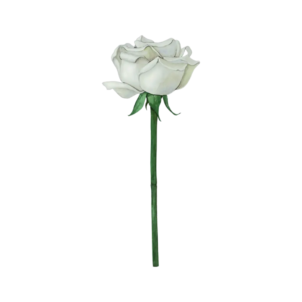 Rose White : Sticker                                           