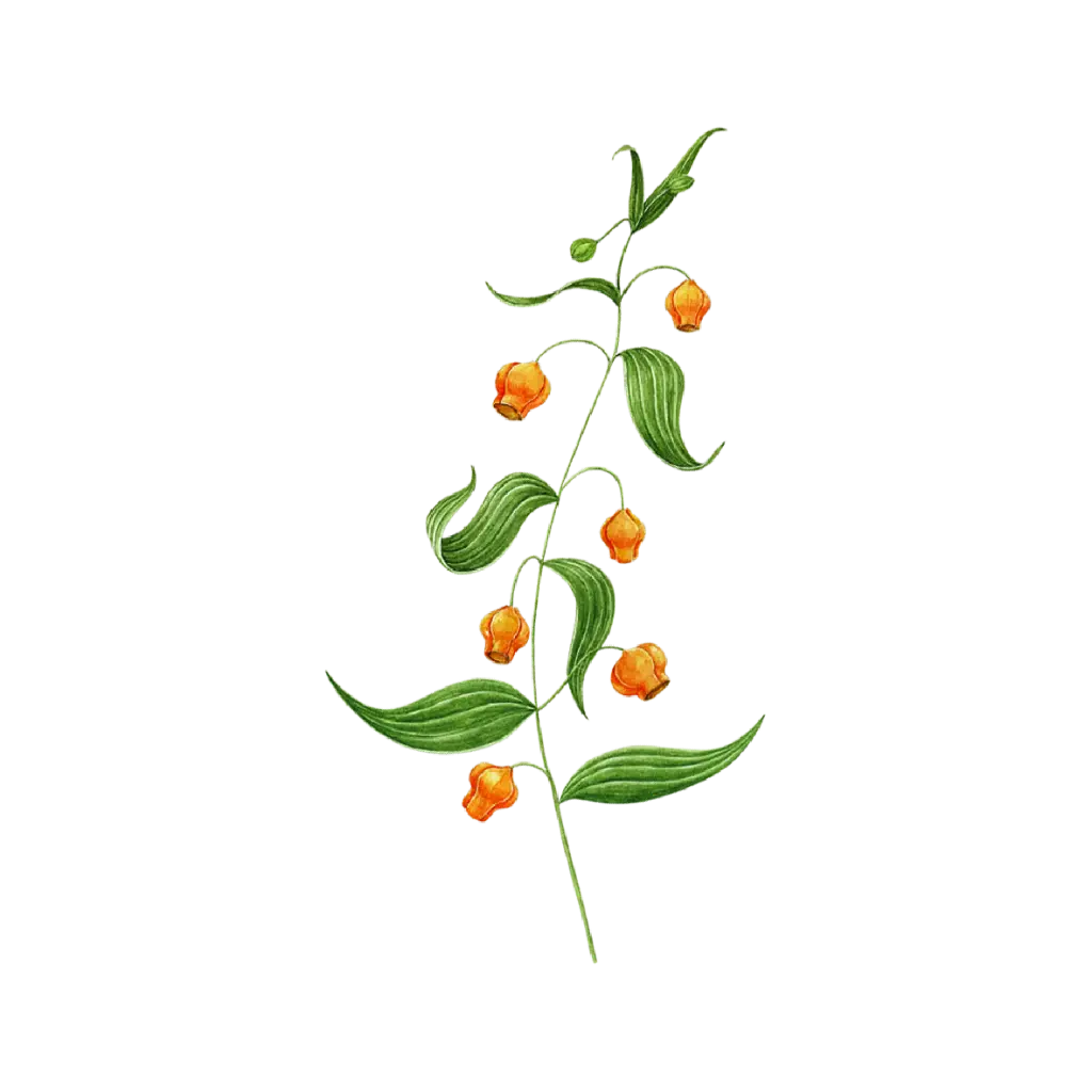 Sandersonia : Sticker                                            