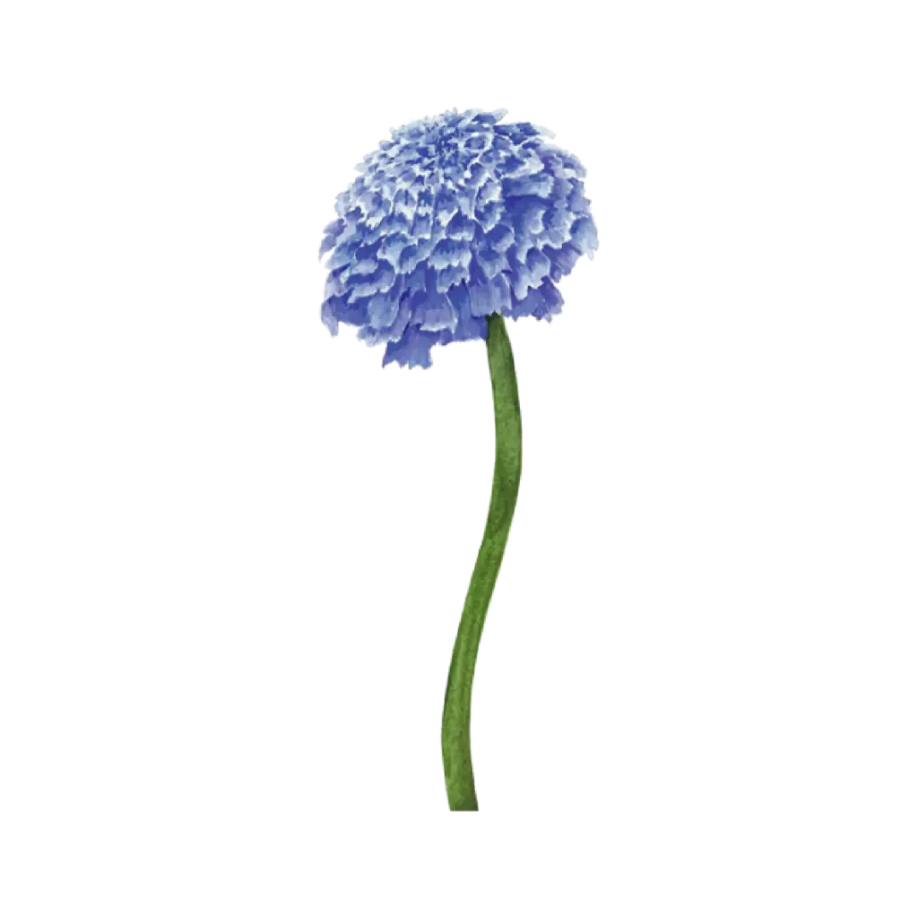 Scabiosa Big : Sticker                                             