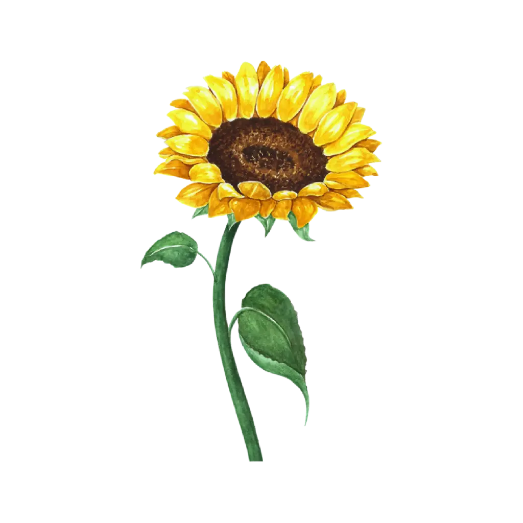 Sunflower Curve : Sticker                                               
