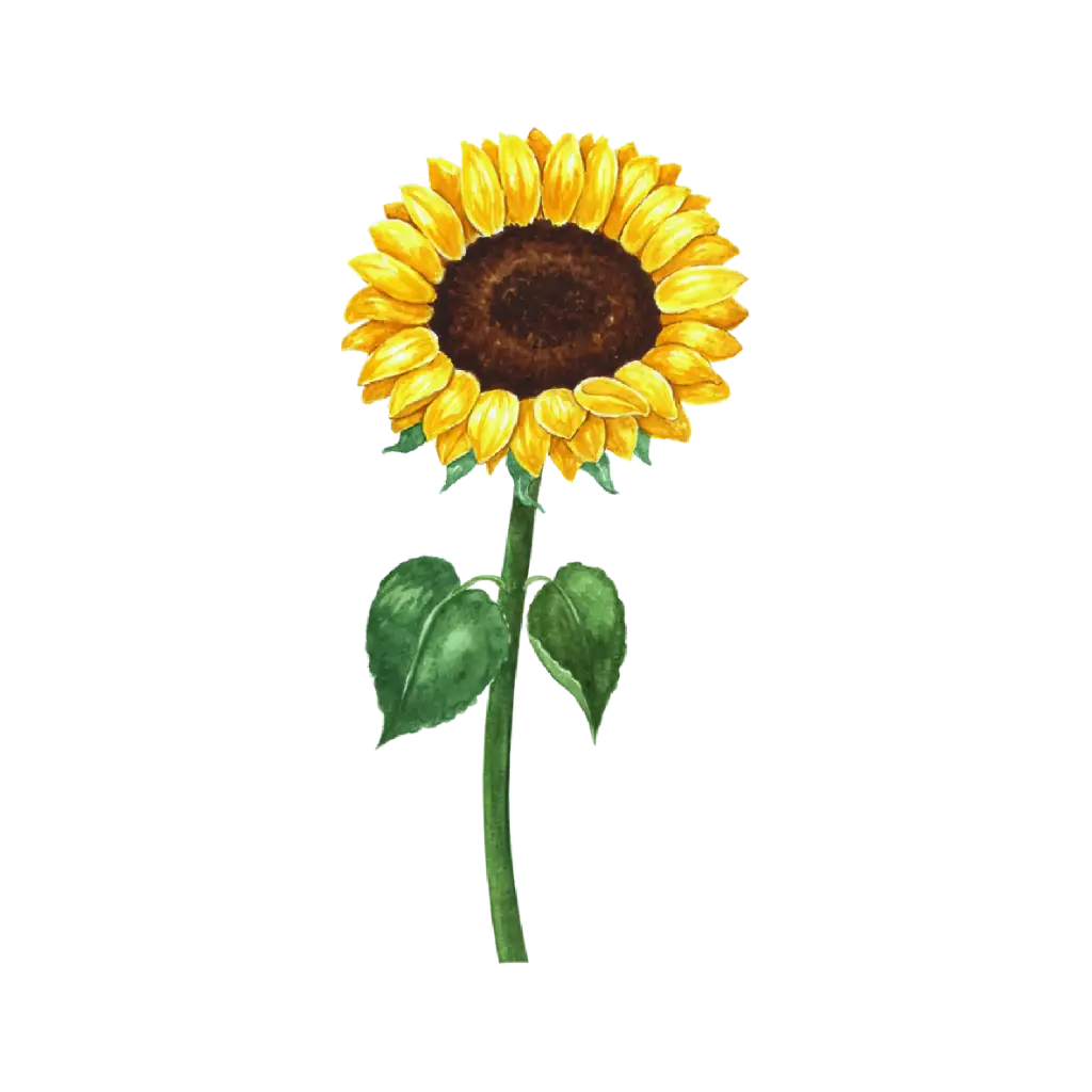 Sunflower Front : Sticker                                                