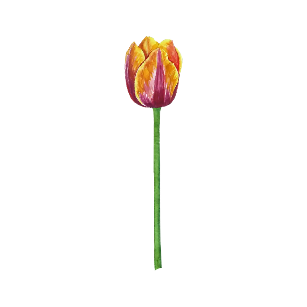 Tulip Orange Red : Sticker                                                       