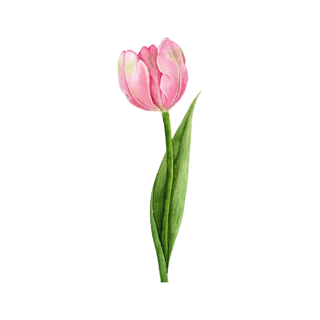 Tulip Pink : Sticker                                                        