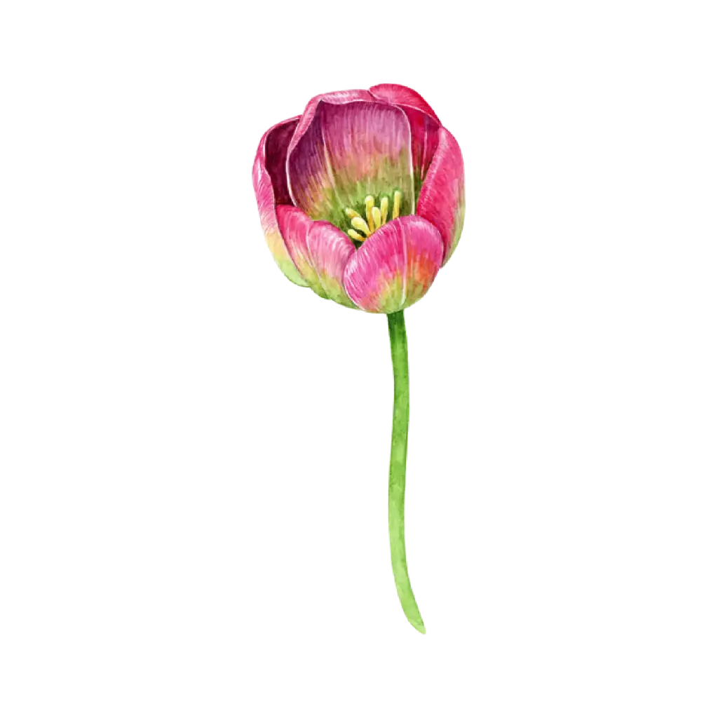 Tulip Pink Green : Sticker                                                         