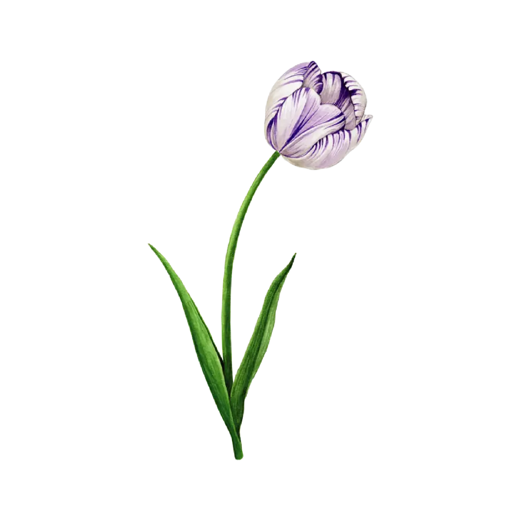 Tulip Rembrandt Purple : Sticker                                                           