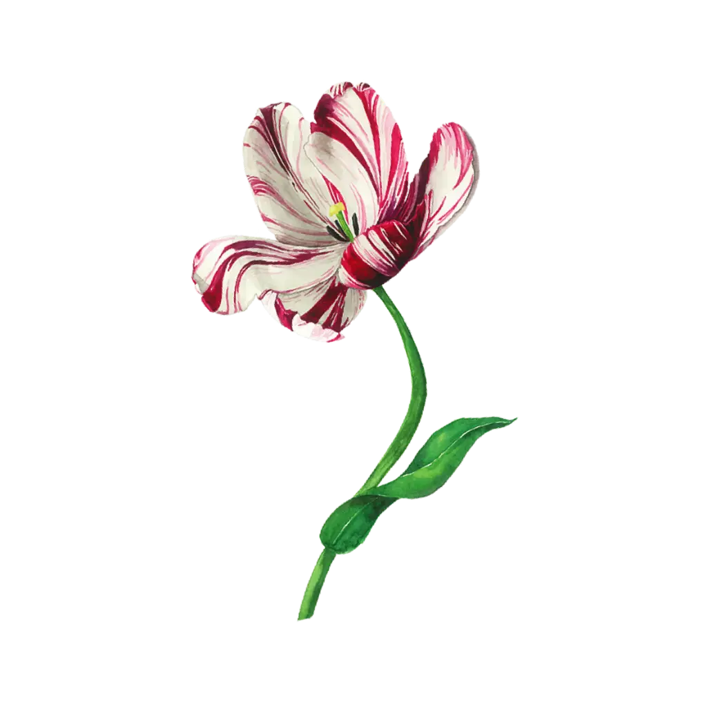 Tulip Rembrandt Red Big : Sticker                                                            