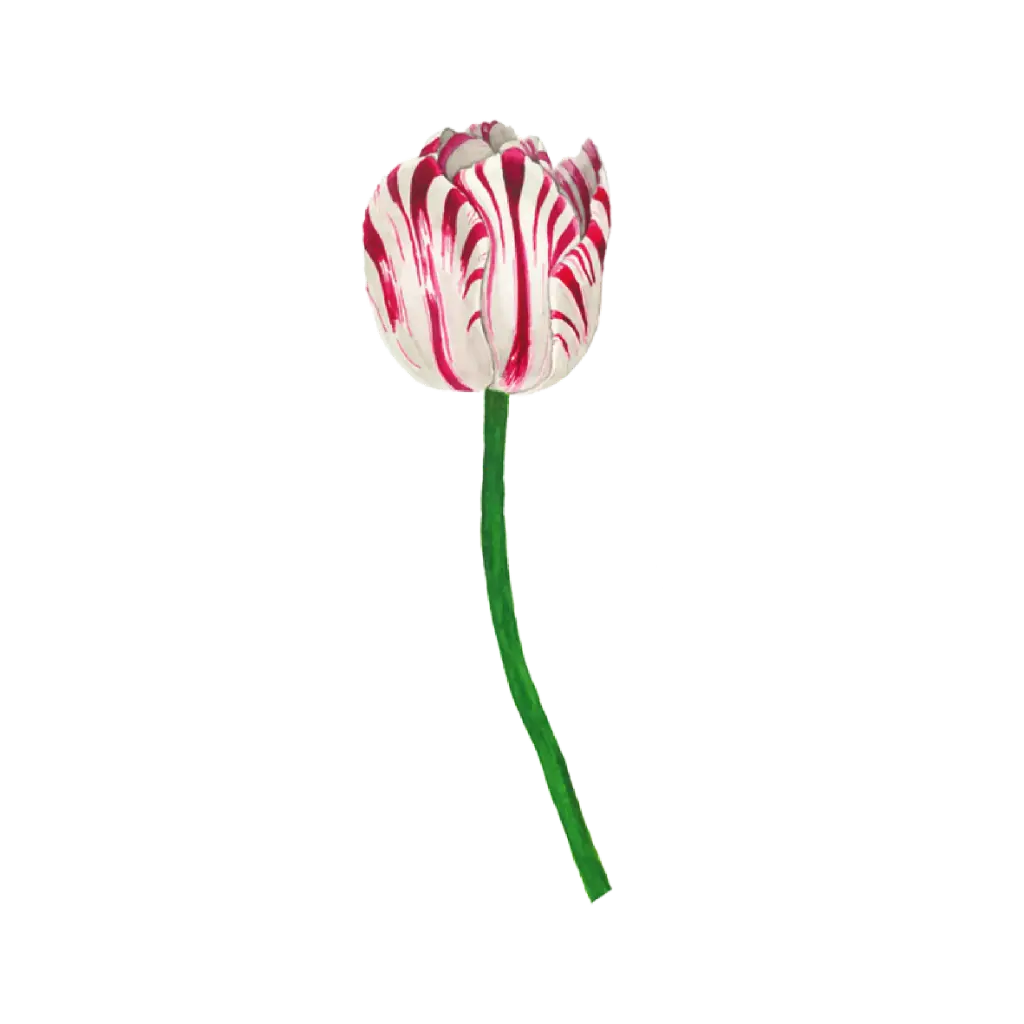 Tulip Rembrandt Red Small  : Sticker                                                     