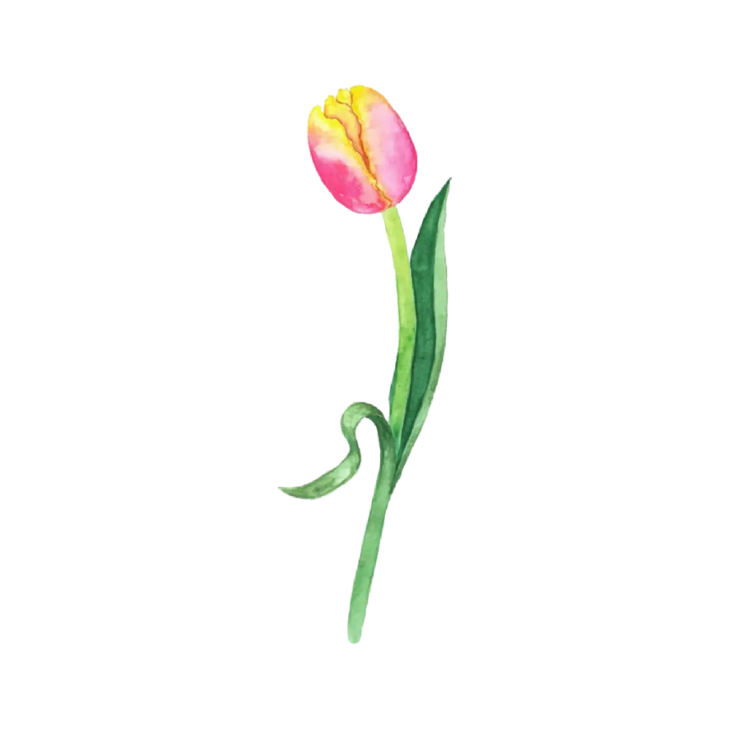 Tulip Yellow Pink Right  : Sticker                                                      