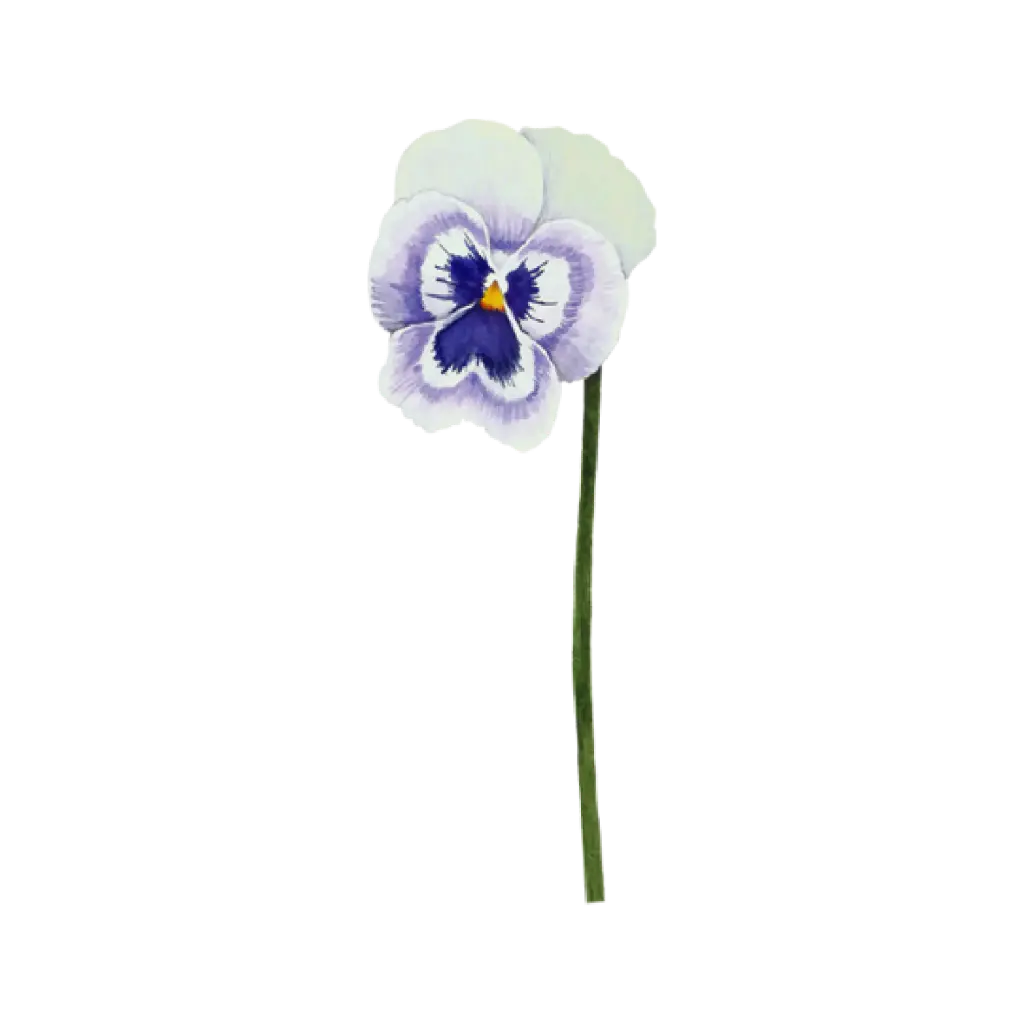 Pansy Blue White : Sticker                                                                