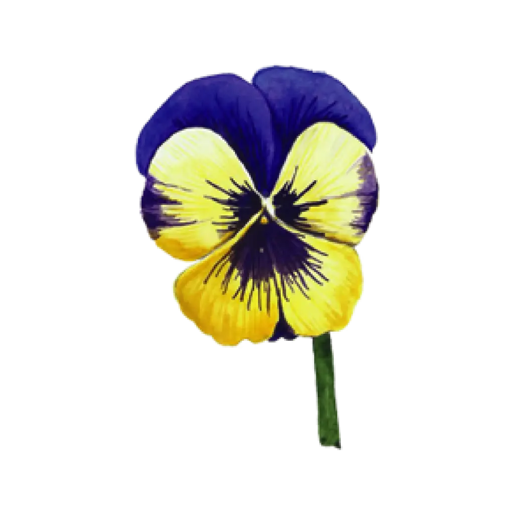 Pansy Yellow  Navy : Sticker                                                                 