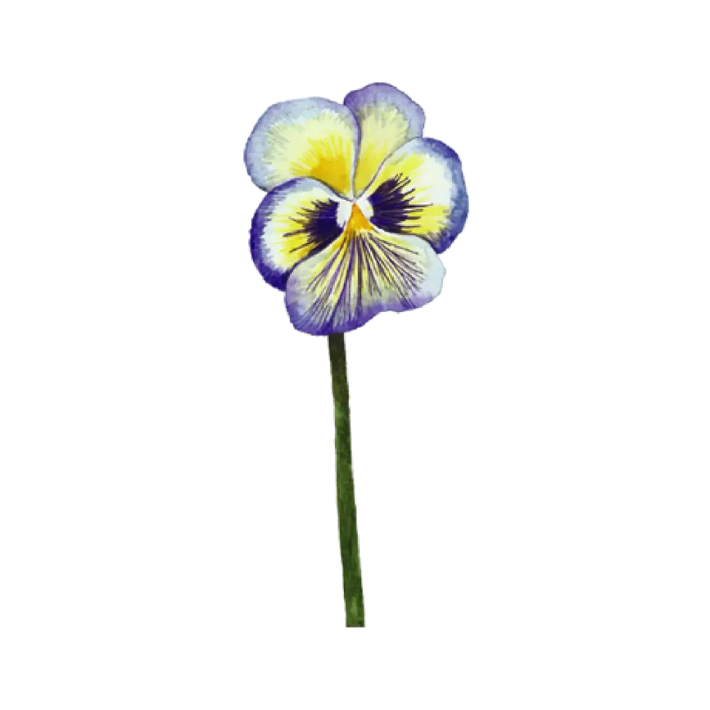 Pansy Yellow White Blue : Sticker                                                                  