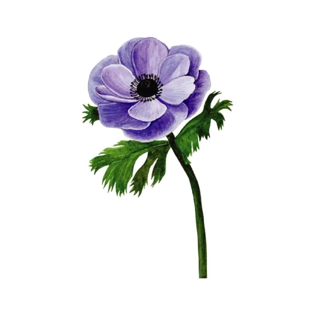  Anemone Purple : Sticker   