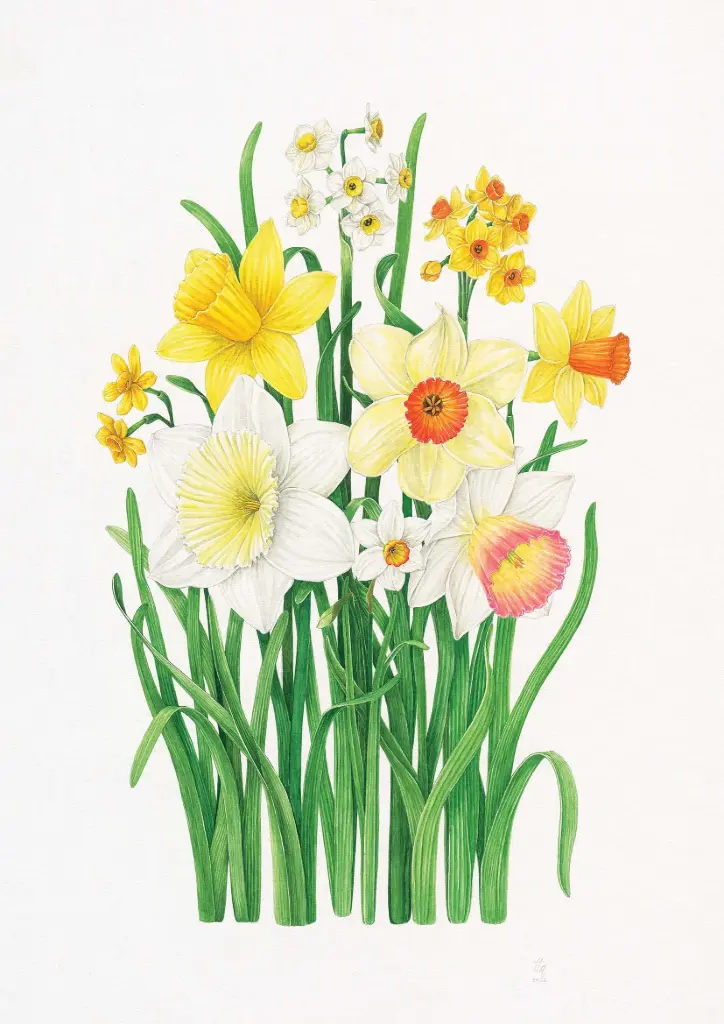 Daffodils : Art Print