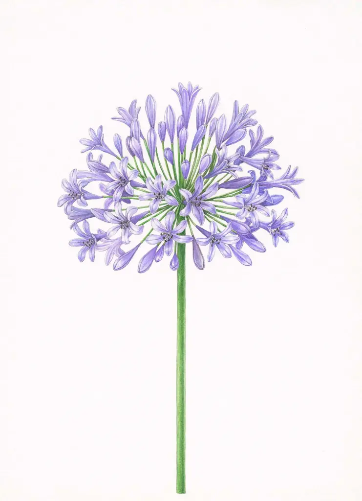 Agapanthus : Art Print