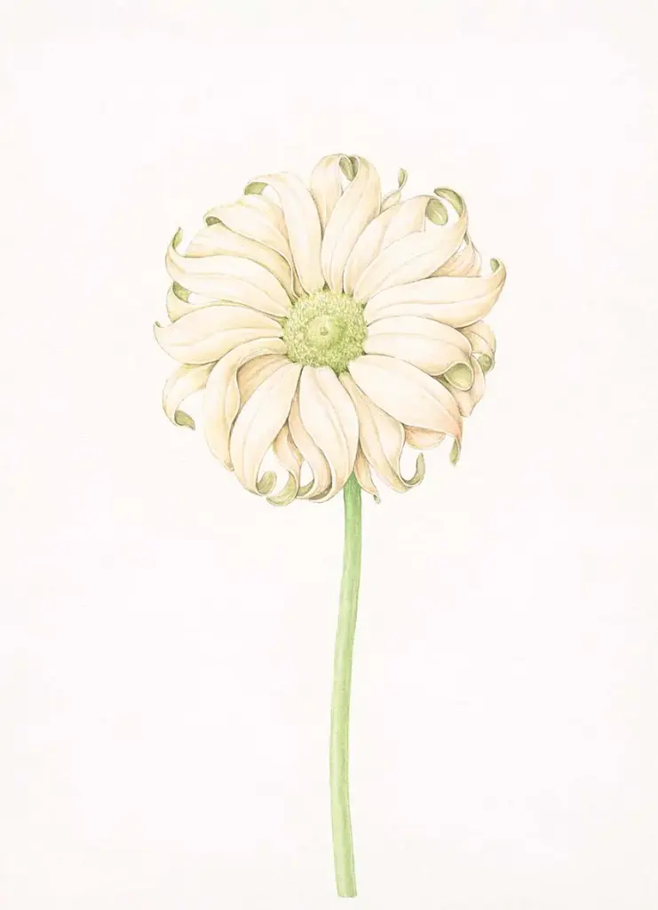 Gerbera : Art Print