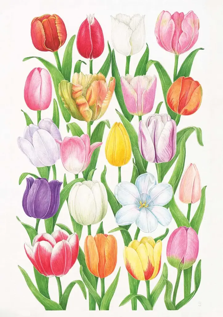 Tulip : Art Print