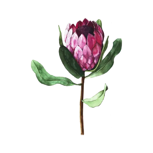 Protea : Sticker
