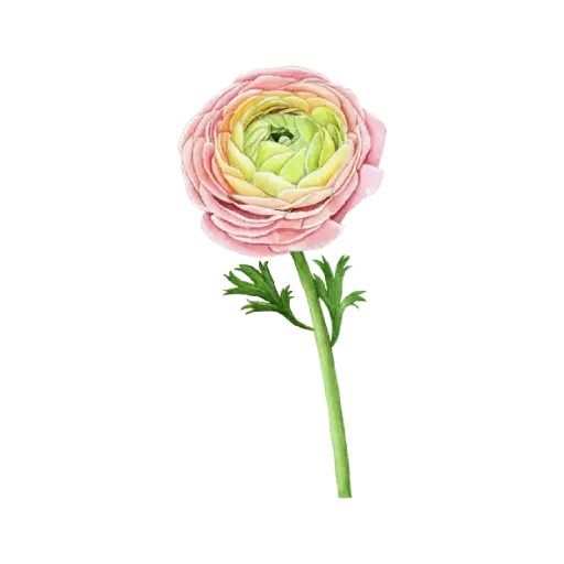 Ranunculus Pink Green : Sticker