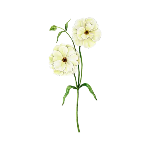 Ranunculus Butterfly : Sticker 