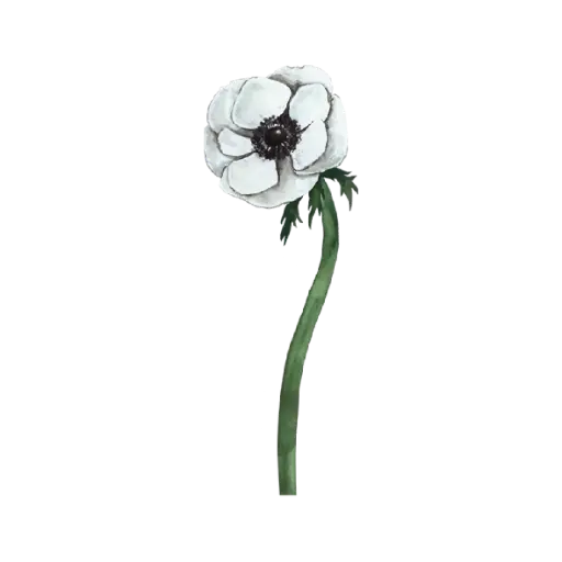  Anemone White Front Left : Sticker   
