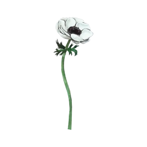  Anemone White  Front Right : Sticker    