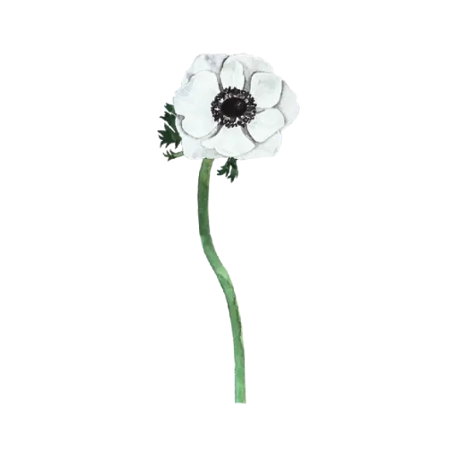  Anemone White Front Mid : Sticker     