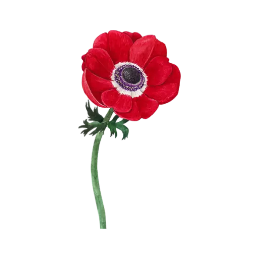  Anemone Red : Sticker      