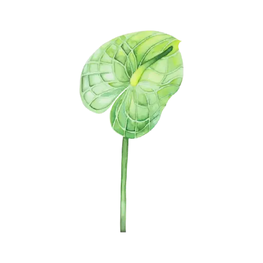  Anthurium Green : Sticker       