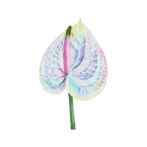 Anthurium Hologram : Sticker        