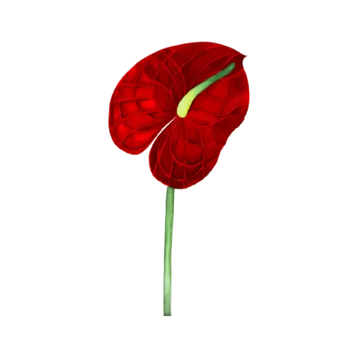  Anthurium Red : Sticker         