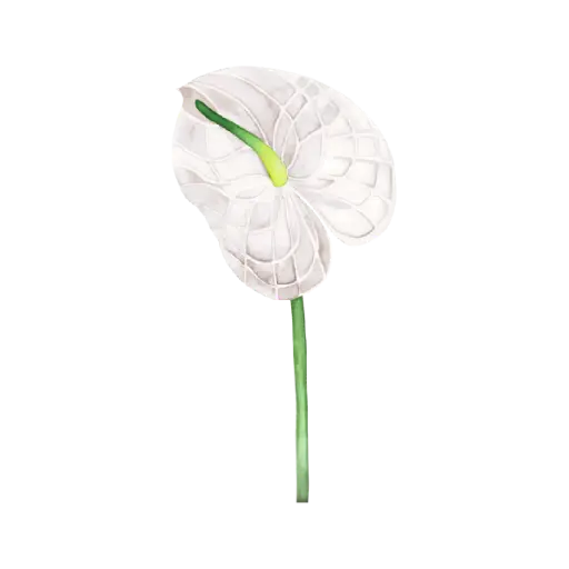 Anthurium White : Sticker          