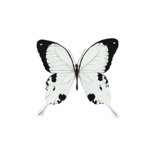  Butterfly Black & White : Sticker           