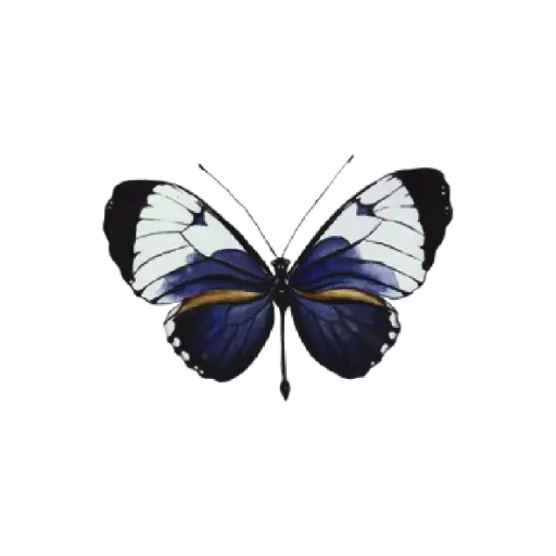  Butterfly Navy White : Sticker            