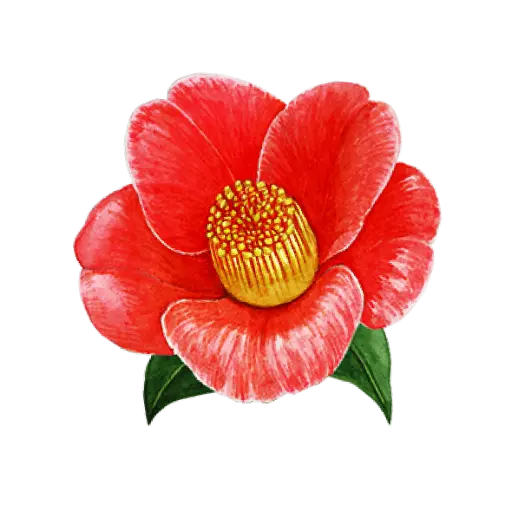 Camillia Red : Sticker