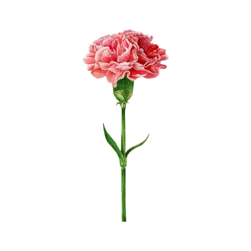 Carnation : Sticker              