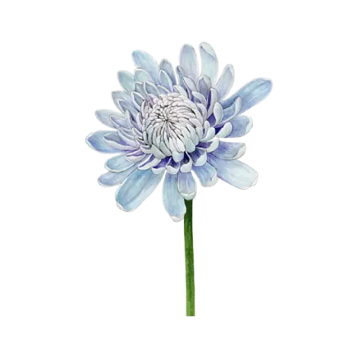 Chrysanthemum Blue : Sticker               
