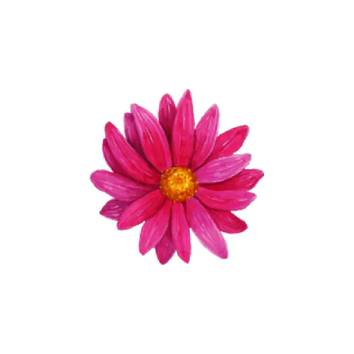 Chrysanthemum Hot Pink Front : Sticker                