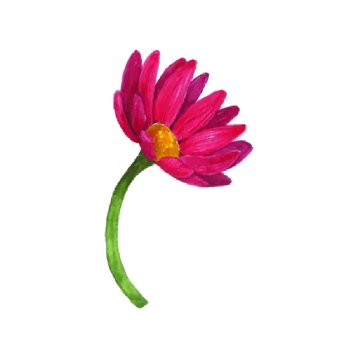 Chrysanthemum Hot Pink Side : Sticker                 
