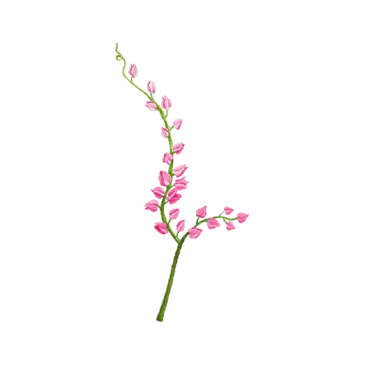  Coral Vine : Sticker                 