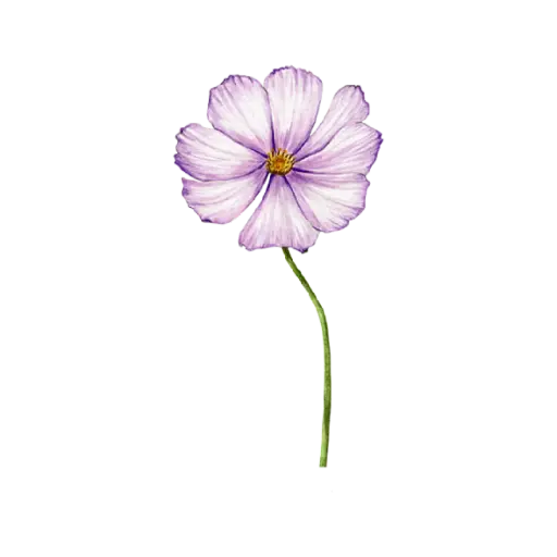 Cosmos : Sticker                  