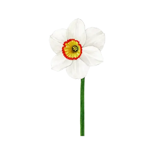 Daffodil White : Sticker            