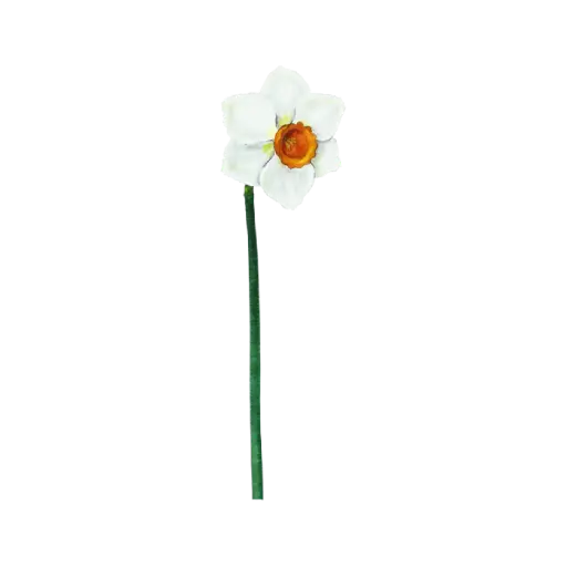 Daffodil White Orange : Sticker             