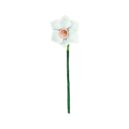 Daffodil White Pink : Sticker              