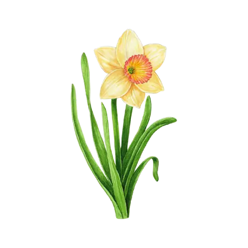 Daffodil Yellow Full : Sticker               