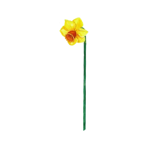 Daffodil Yellow Left Long : Sticker                 