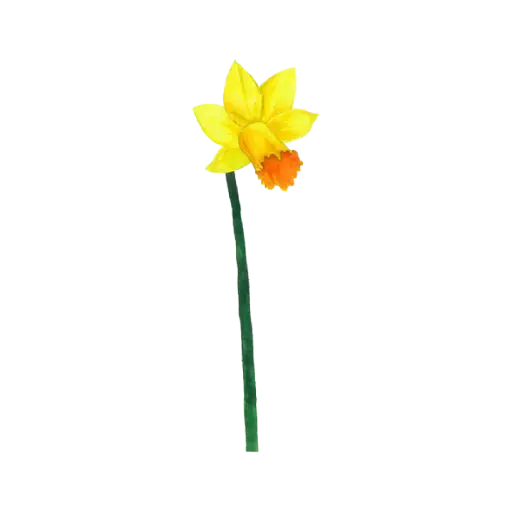 Daffodil Yellow Right : Sticker                  