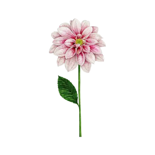 Dahlia : Sticker                 