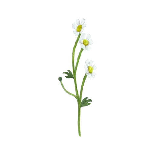  Daisy 3 Flower : Sticker                