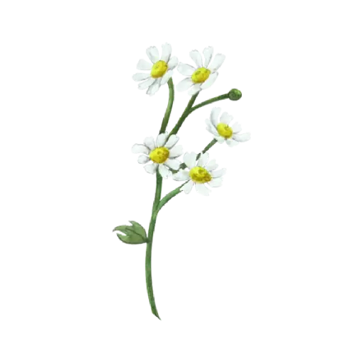 Daisy 5 Flower : Sticker                 